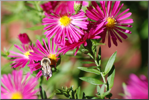 Photo: Purple Flowers and Bumblebee 01 LowRes