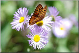 Photo: Daisies and Butterfly 01a LowiRes