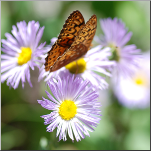 Photo: Daisies and Butterfly 01b HiRes