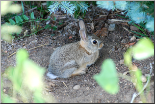Photo: Rabbit 01 HIRes