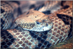 Photo: Rattlesnake 01a LowRes