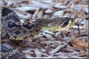 Photo: Rattlesnake 03 HiRes
