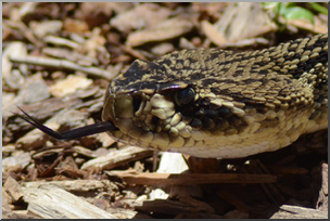 Photo: Rattlesnake 02 LowRes