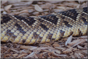 Photo: Rattlesnake Skin 01 HiRes
