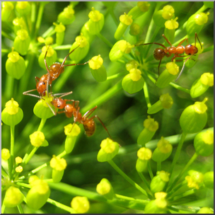 Photo: Ants 01b HiRes