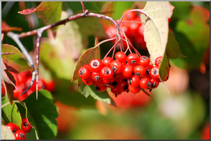 Photo: Red Berries 01 HiRes
