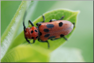 Photo: Red Beetle 01a LowRes