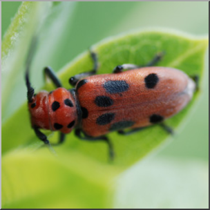 Photo: Red Beetle 01b LowRes