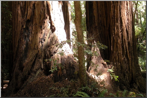 Photo: Redwoods 01 HiRes