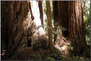 Photo: Redwoods 01 LowRes