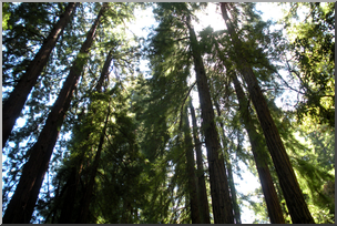 Photo: Redwoods 02 HiRes