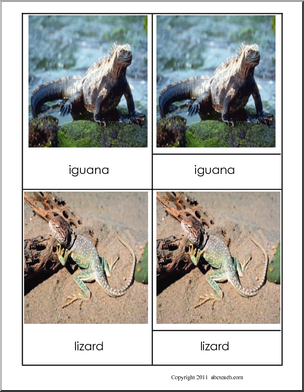 Montessori: Three-Part Matching Cards: Reptile/Amphibian
