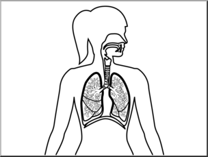 Clip Art: Human Anatomy: Respiratory System B&W Blank