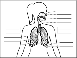 Clip Art: Human Anatomy: Respiratory System B&W Unlabeled