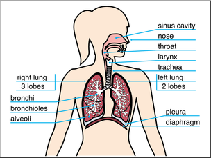 Clip Art: Human Anatomy: Respiratory System Color Labeled