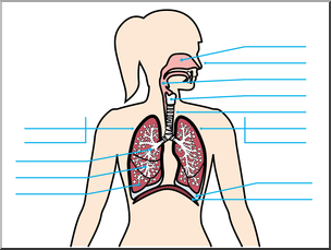 Clip Art: Human Anatomy: Respiratory System Color Unlabeled