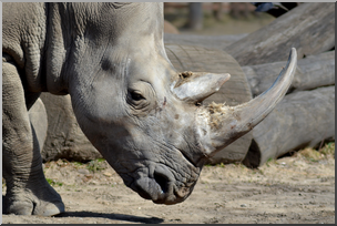Photo: Rhinoceros 02 HiRes