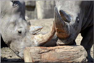 Photo: Rhinoceroses 01 HiRes