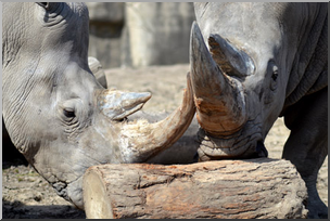 Photo: Rhinoceroses 01 LowRes