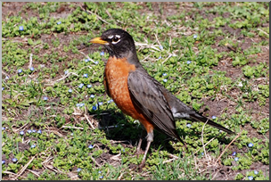 Photo: Robin 01a LowRes