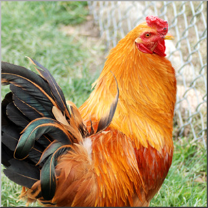 Photo: Rooster 01b LowRes