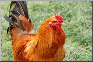 Photo: Rooster 02a LowRes