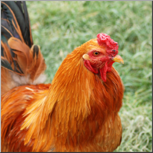 Photo: Rooster 02b LowRes