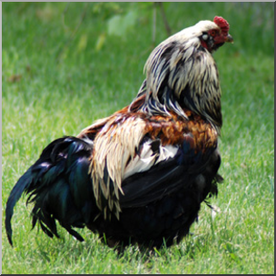 Photo: Rooster 03b LowRes