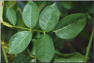 Photo: Rose Leaves 01a LowRes