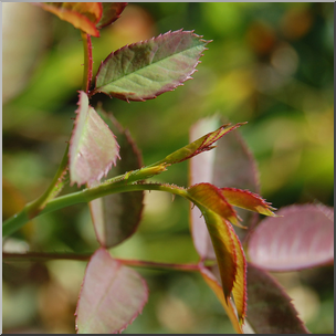 Photo: Rose New Leaves 01 HiRes