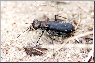 Photo: Scary Beetle 01 LowRes