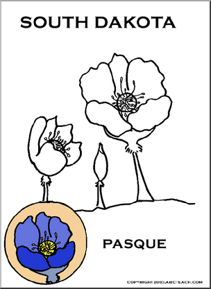 South Dakota: State Flower – Pasque
