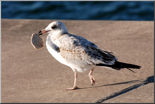 Photo: Sea Gull 01a HiRes