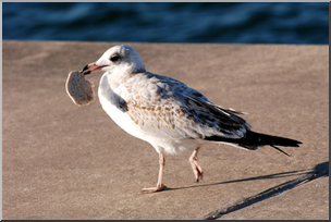 Photo: Sea Gull 01a LowRes