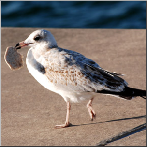 Photo: Sea Gull 01b LowRes