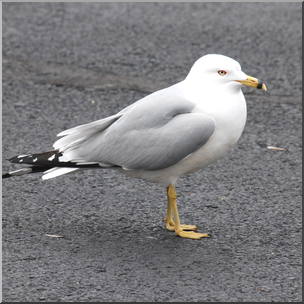 Photo: Sea Gull 03 HiRes
