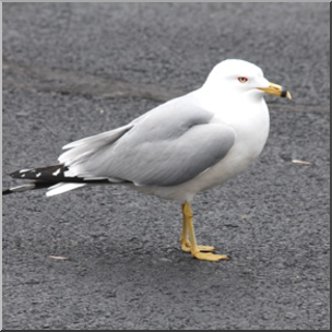 Photo: Sea Gull 03 LowRes