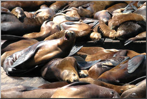 Photo: Sea Lions 02a LowRes