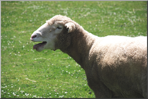 Photo: Sheep 05a HiRes