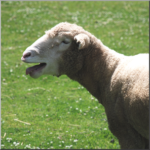 Photo: Sheep 05b HiRes