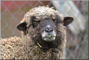 Photo: Sheep 06a HiRes