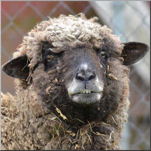 Photo: Sheep 06b HiRes