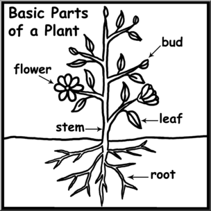 Clip Art: Basic Plant Anatomy Labeled B&W