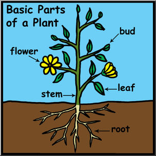 Clip Art: Basic Plant Anatomy Labeled Color