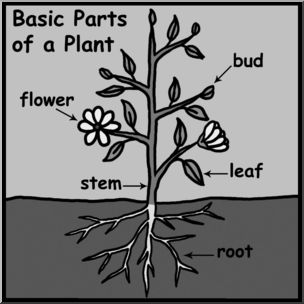 Clip Art: Basic Plant Anatomy Labeled Grayscale