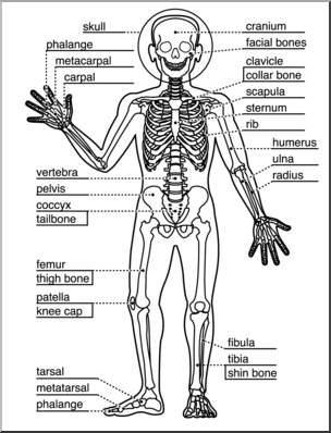 Clip Art: Human Anatomy: Skeletal System B&W Labeled