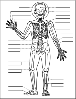 Clip art: Human Anatomy: Skeletal System B&W Unlabeled