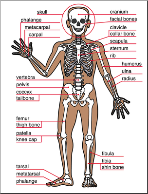 Clip Art: Human Anatomy: Skeletal System Color Labeled