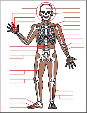 Clip Art: Human Anatomy: Skeletal System Color Unlabeled