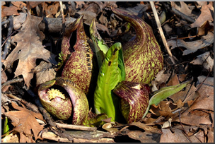 Photo: Skunk Cabbage 01a LowRes